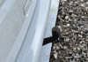volkswagen-california-2-0-tdi-150ch-coast-dsg7 - 122294686